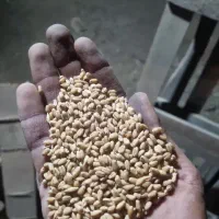 گندم بذری آزادگان و داریون بوجاری شده