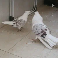 نر و ماده پشت دار