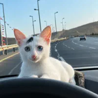 گربه نژاد ترکیش وان