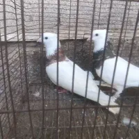کبوتر