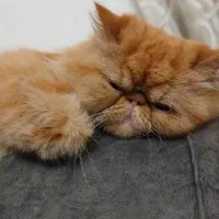 پرشین سوپر فلت گلد|گربه|رشت, کوی مهر|دیوار