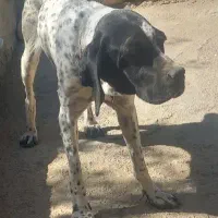 سگ دنبلانی ماده 2 سال
