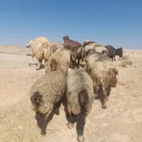 . تعداد ۲۰راس شیشک میش داشتی