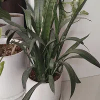 گل طبیعی|گل و گیاه طبیعی|چناران, |دیوار