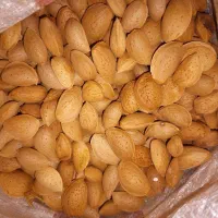 بادام بش