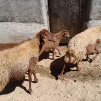 گوسفند و بره ،گوسفند آبستن سنگین ،قوچ ب شرط پرش|حیوانات مزرعه|سنقر, |دیوار