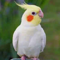 عروس هلندی نر سخنگو