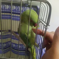 طوطی ملنگو|پرنده|فردیس, شهرک گلها|دیوار