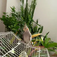 عروس هلندی|پرنده|مبارکه, |دیوار