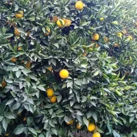 پرتقال تامسون