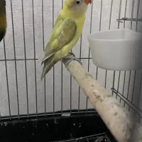 طوطی برزیلی نر و ماده رنگ خاص