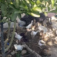 فروش جوجه محلی