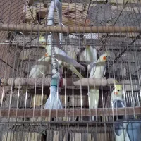 عروس هلندی