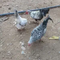 مرغ خروس مینیاتوری|حیوانات مزرعه|چگنی, |دیوار