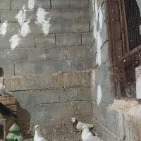 فروش کبوتر|پرنده|بندر دیر, |دیوار