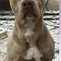 سگ پیت بول|سگ|تهران, شهرک غرب|دیوار