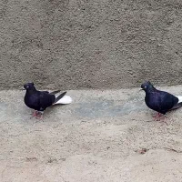 فروش دو جفت دمسفید