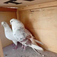 کفتر کبوتر سرور