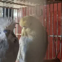 مرغ عشق گریدa