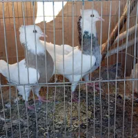 اندکا سیتی|پرنده|اندیکا, |دیوار