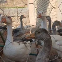 تعدادغازبفروش می رسد