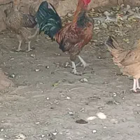 خروس عشایر ی آواز خوان دوساله