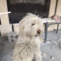 پاپی شیتزو ترییر