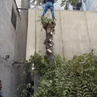 خرید انواع چوب وهرس کاری|خدمات باغبانی و درختکاری|مشهد, رسالت|دیوار