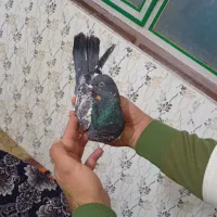 فوق زوردار|پرنده|کرمانشاه, |دیوار