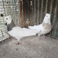 کبوتر کفتر رنگی دمسفید چادری هفترنگ طوقی|پرنده|چهاردانگه (تهران), |دیوار