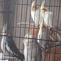 چهار  عدد عروس هلندی