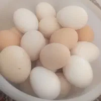 تخم مرغ