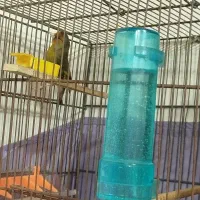 سره قناری مست