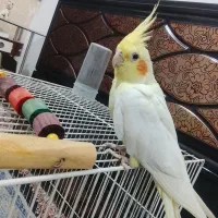 عروس هلندی لوتینو