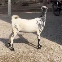 صلال خال خالی|حیوانات مزرعه|سمیرم, |دیوار