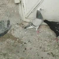 کبوتر|پرنده|مرودشت, ژیان|دیوار