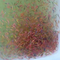 زبرا باله بلند درشت