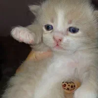 گربه پرشین نر