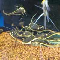 ردتیل سایز ۱۰سانت