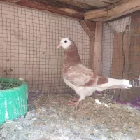 کفترتعداد۶طوق مفلق و بالغ پرشی