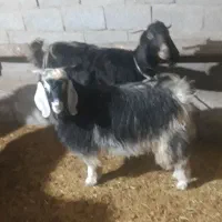 بز وبزغاله|حیوانات مزرعه|ماهیدشت, |دیوار