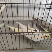 عروس نر و ماده باهم به فروش میرسد