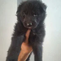 توله ژرمن بلک شولاین اصیل|سگ|نیشابور, ده حلاج|دیوار