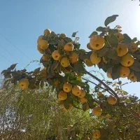 به محلی خوشمزه ملس|خوردنی و آشامیدنی|قلقل رود, |دیوار
