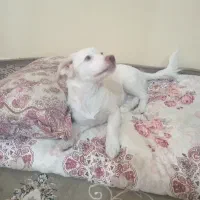 سگ پامر از مادر شیتزو وای پدر پامر