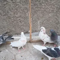 کبوتر