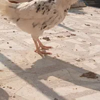 مرغ وخروس ریشی.بندردیر|حیوانات مزرعه|بندر دیر, |دیوار