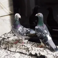 کفتر آلمانی