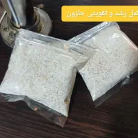 فروش حلزون آلبینو خانگی بالغ مولد سوپر مولد بزرگ|خزنده|شیراز, شریف‌آباد|دیوار