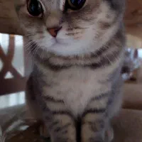 گربه نر اماده جفت گیریی